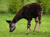 Okapi (Okapia johnstoni)(ord Artiodactyles)(fam Giraffides)(03)